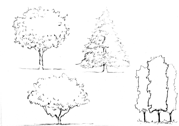 Sketchy Trees Png Clip Art Free Download - Trees Sketch For Elevation  Transparent PNG - 598x800 - Free Download on NicePNG